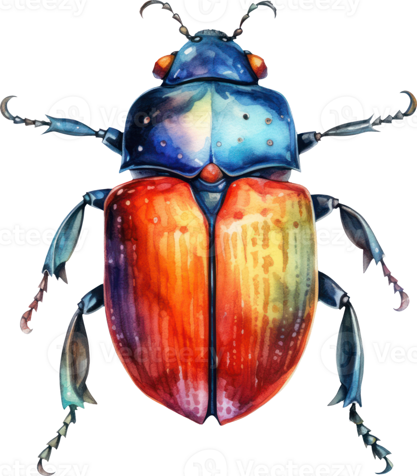 Beetle Watercolor Illustration. png