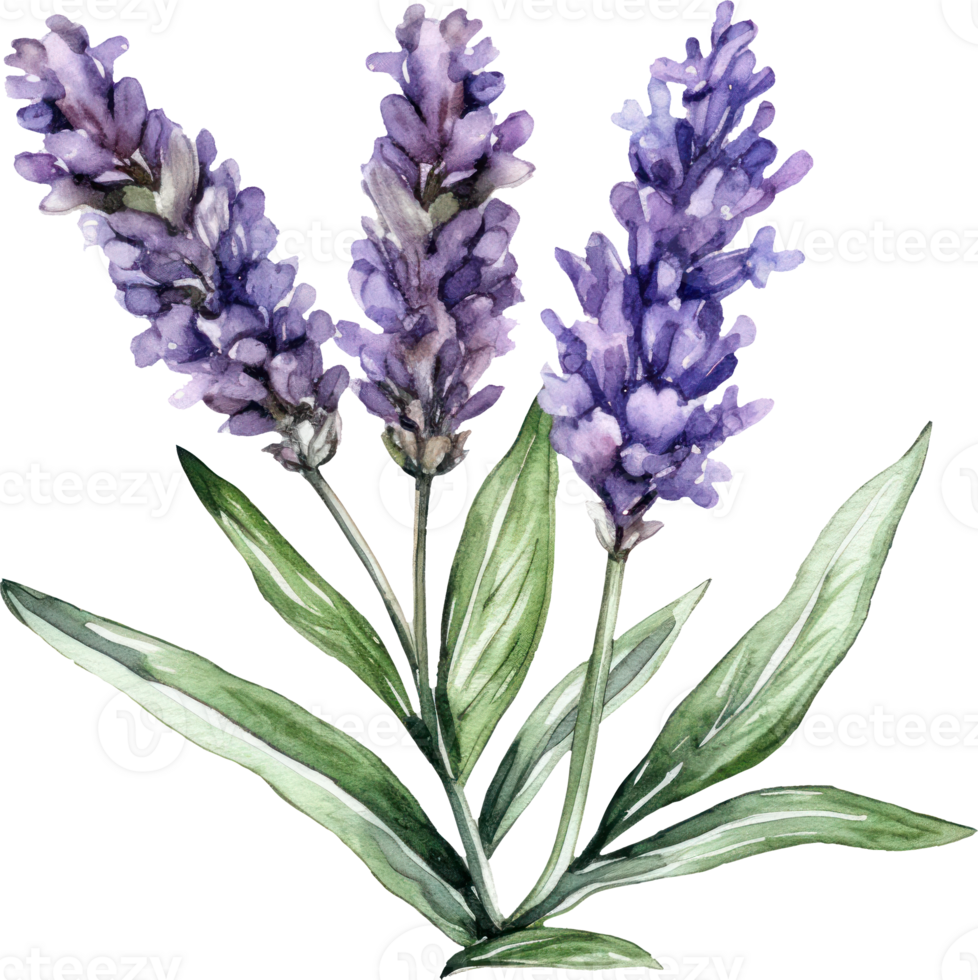 lavanda flores acuarela ilustración. ai generado png