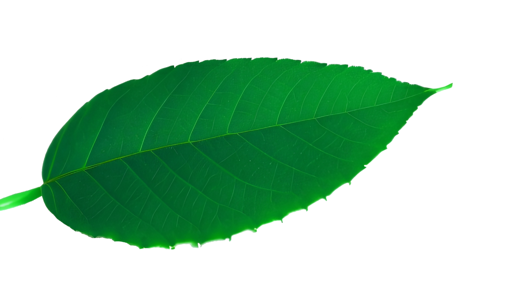 Green leaf isolated on png background