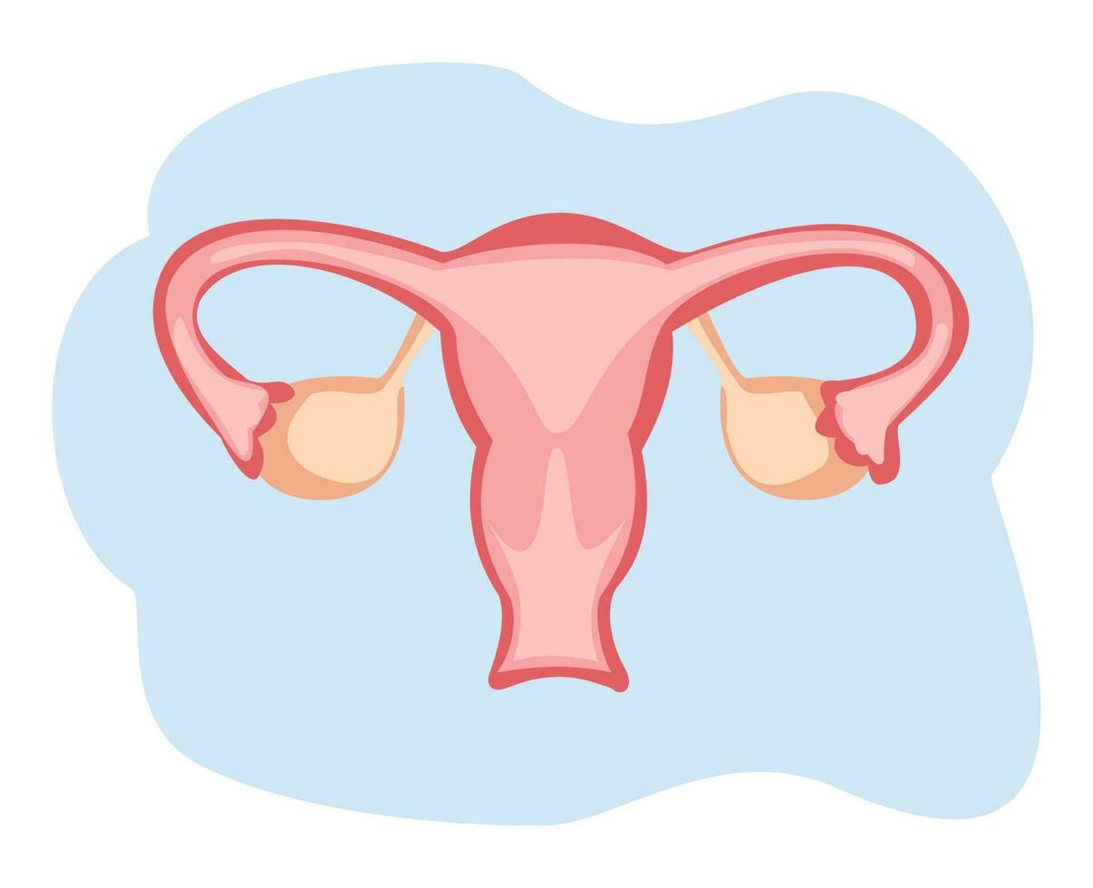 female reproduction system. uterus illustration vector