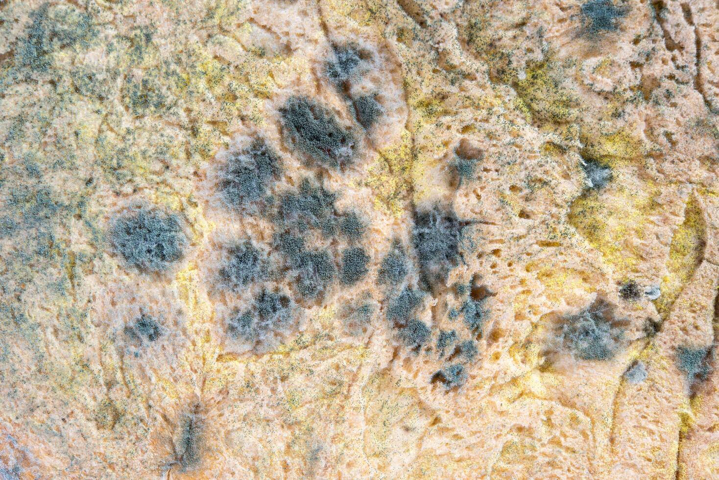 Mold growing old bread nobody texture background photo
