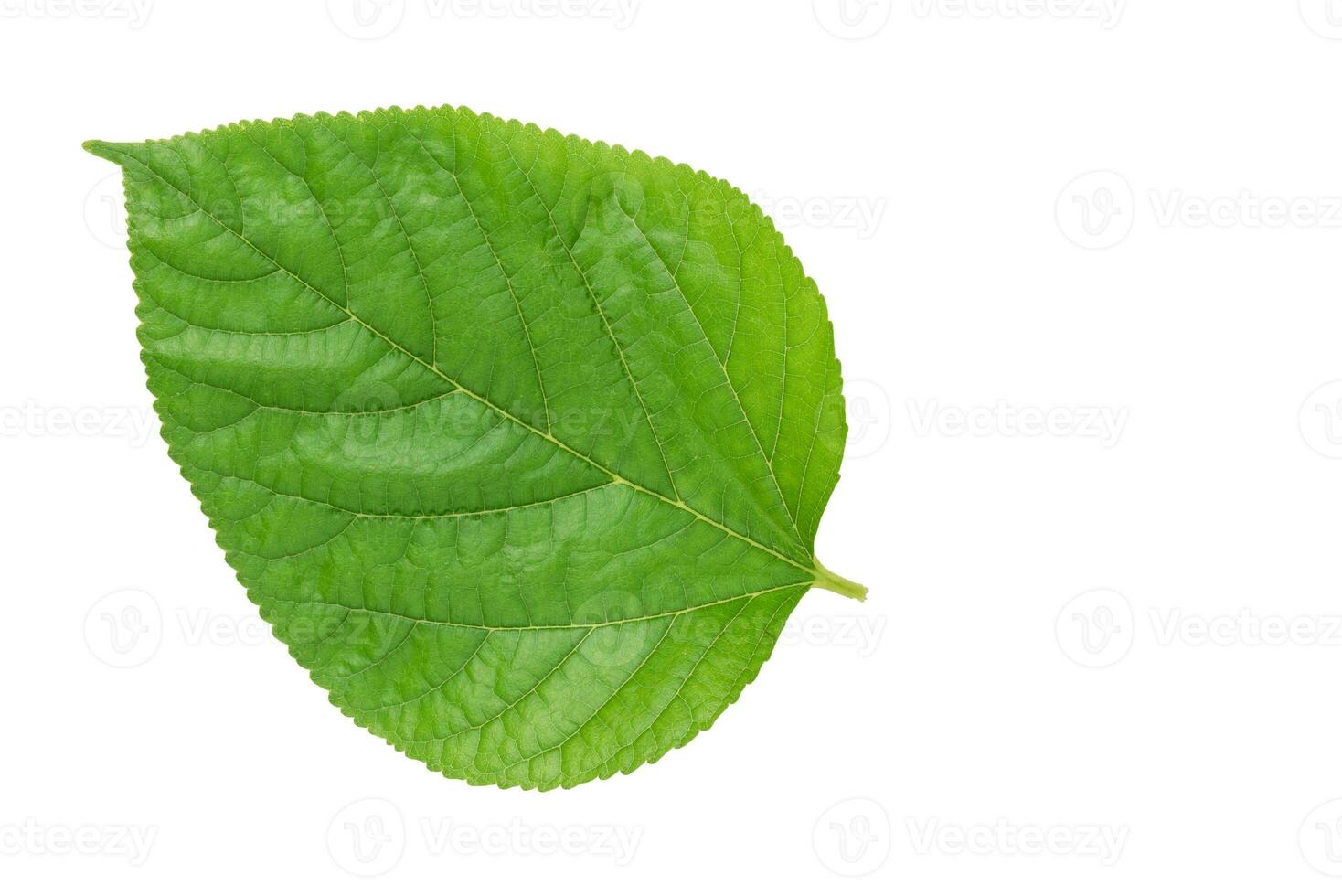 Green spring leave isolated on white background. Clipping path. photo