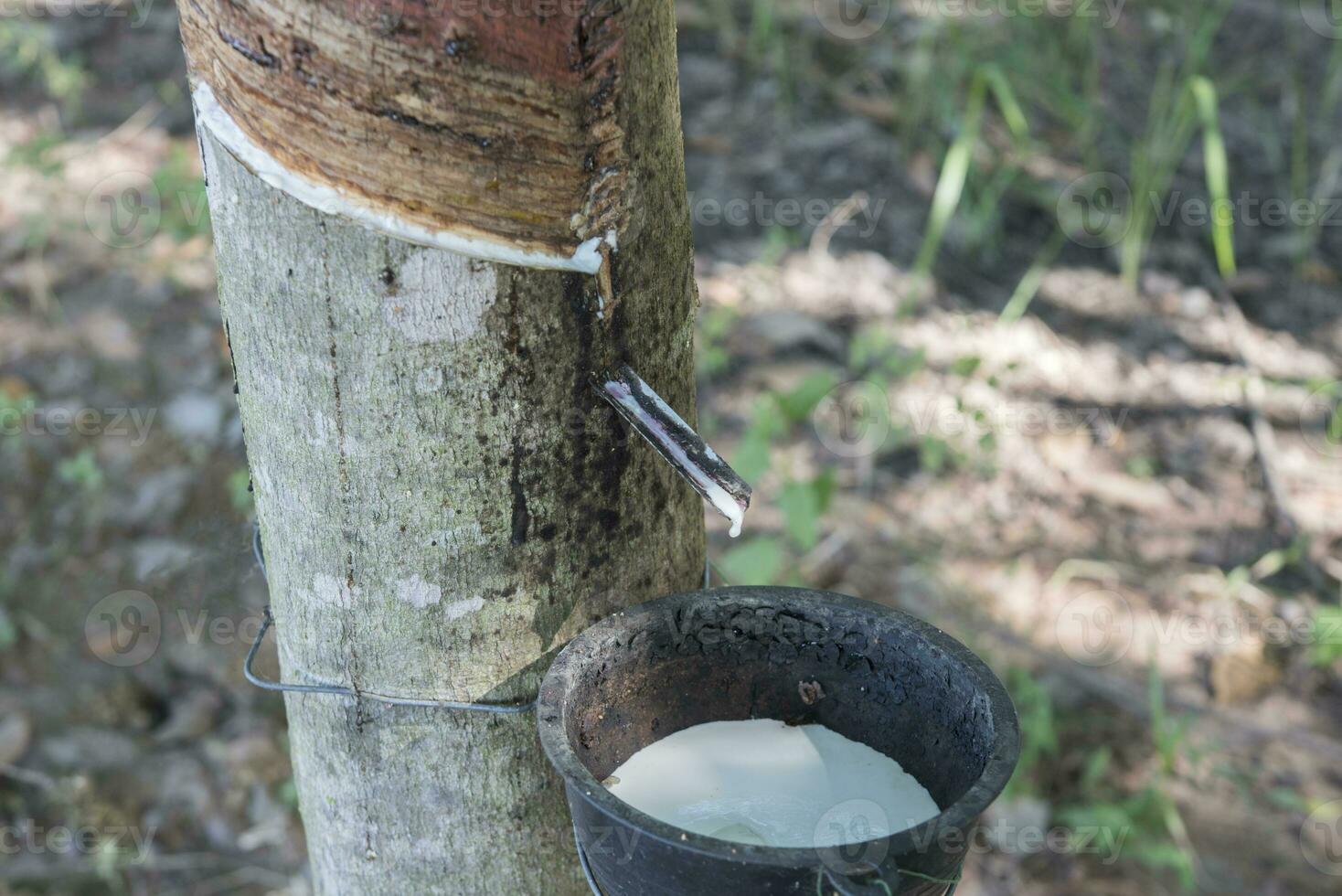 Rubber tree producing latex on plantation photo