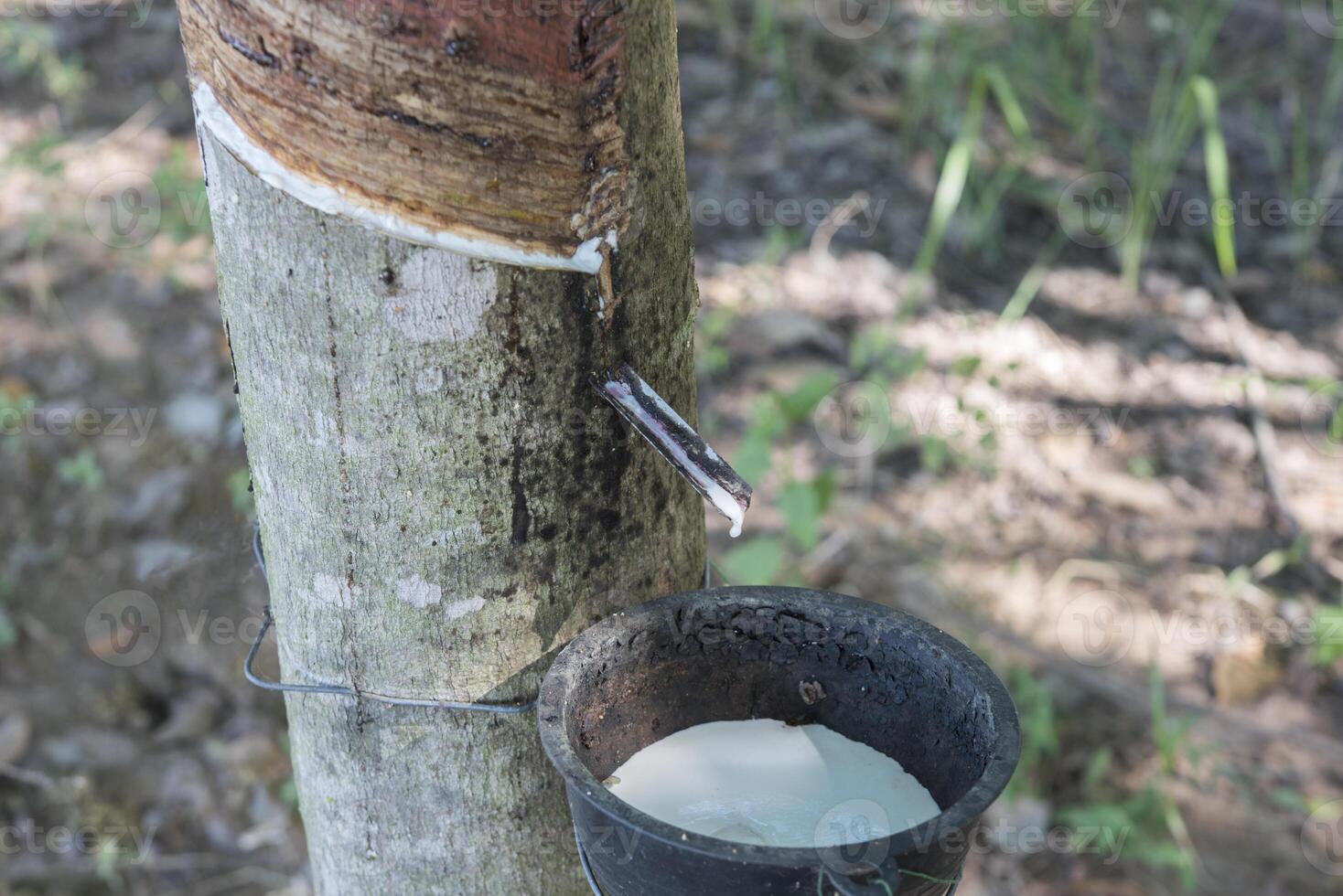 Rubber tree producing latex on plantation photo