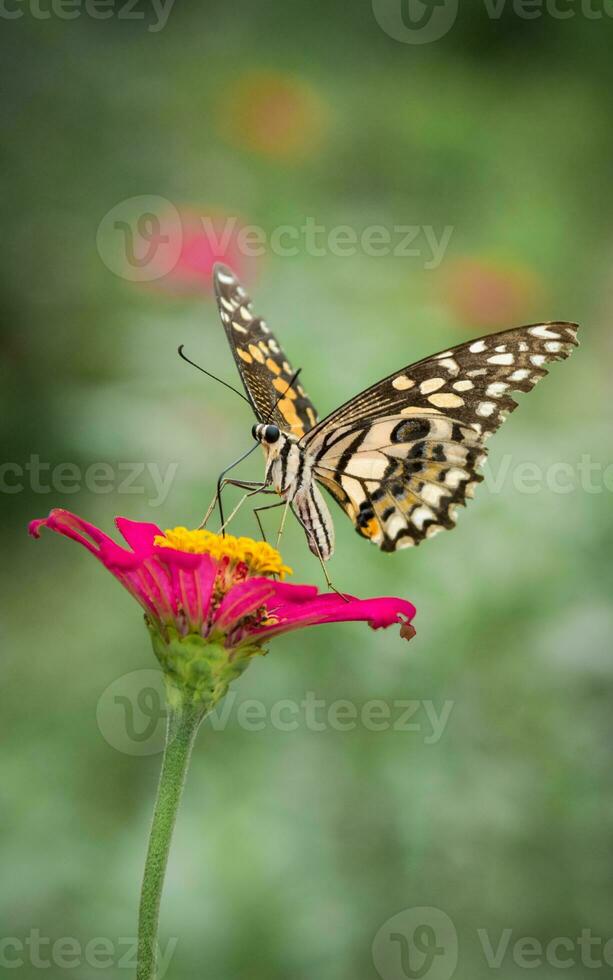 hermosa monarca mariposa en flor foto