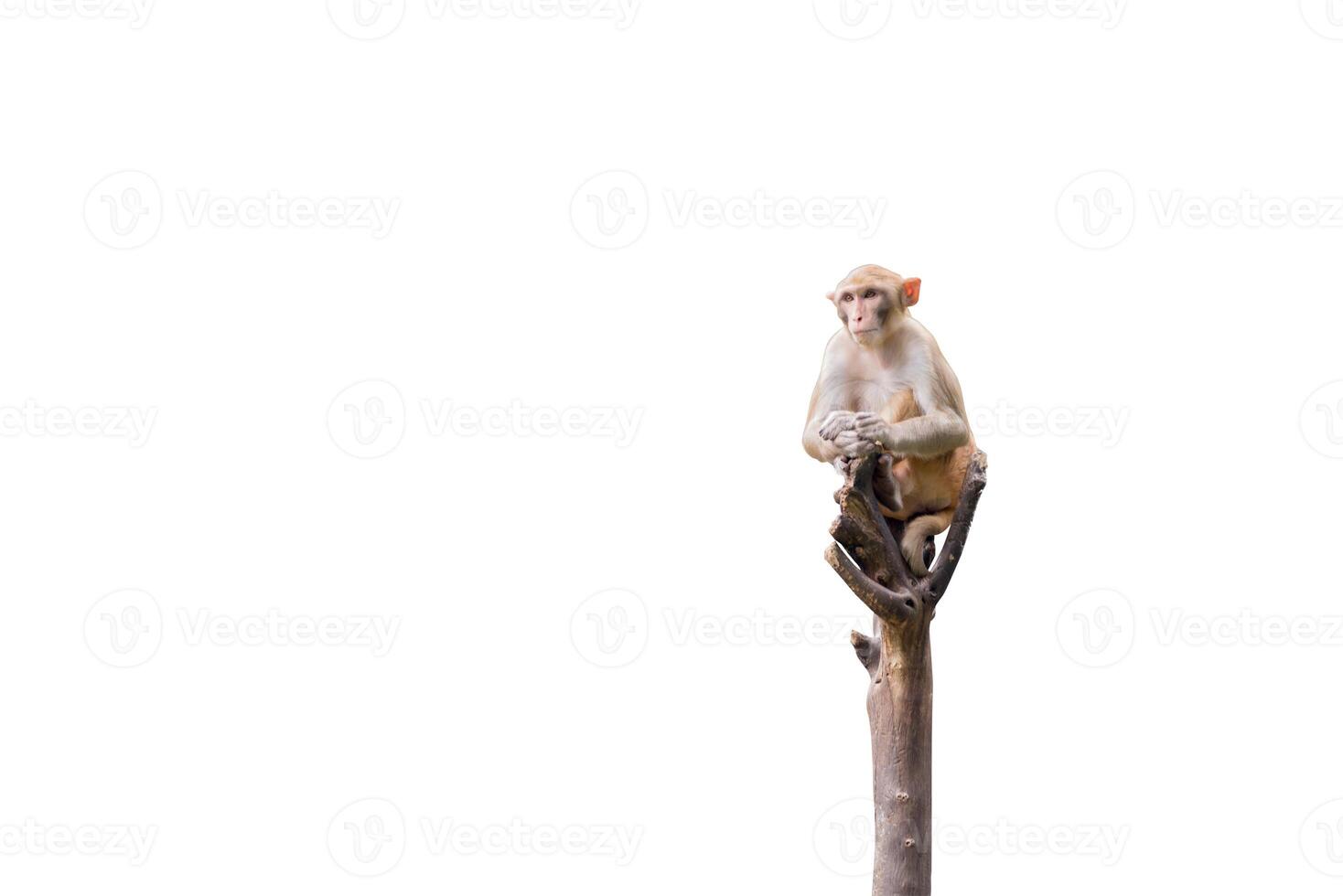 Monkey on the tree isolated on white background. Clipping path photo