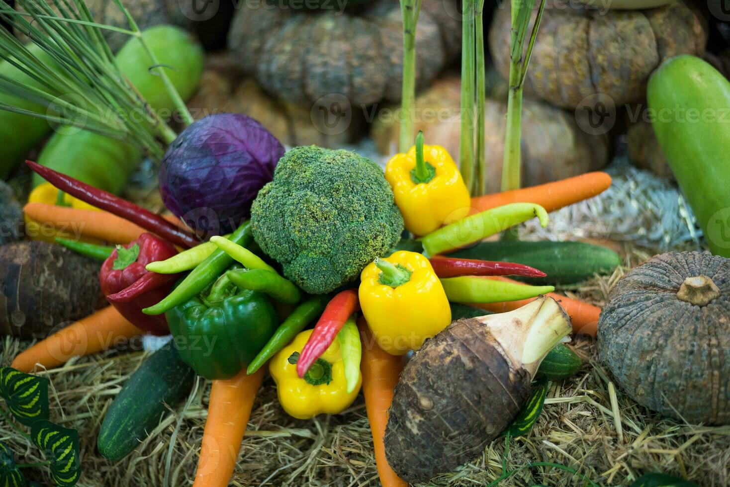 Vegetable on ground in garden photo