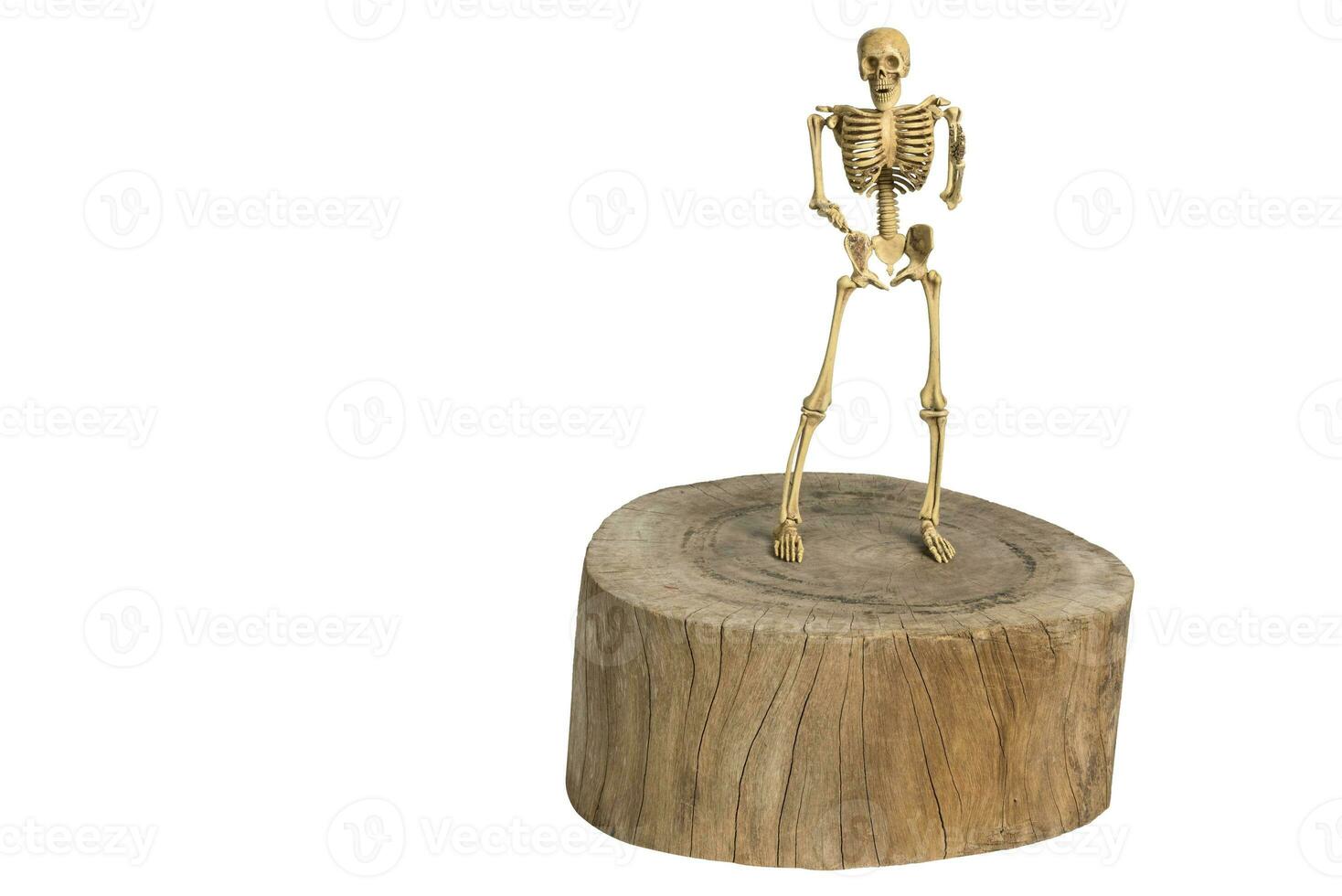 Skeletons stand on wood. Clipping path photo