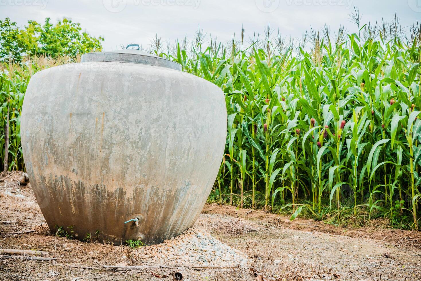 Thailand traditional water jars used for drinking water with field of corn background photo