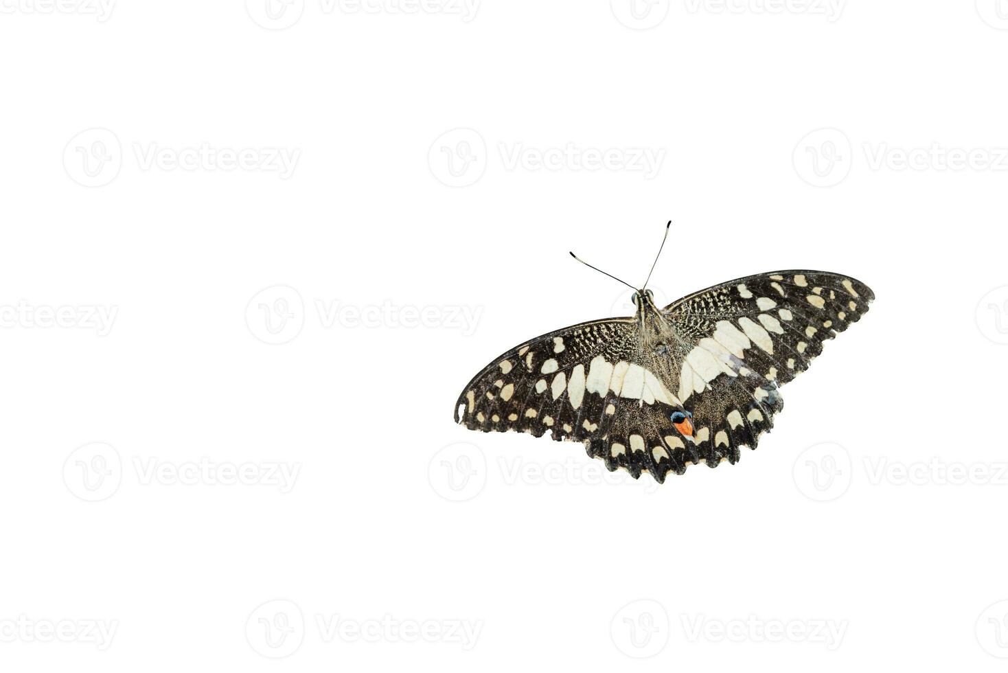 Beautiful monarch butterfly isolated on white background. Clipping path. photo