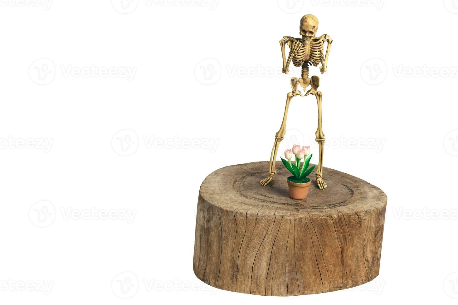 Skeletons stand on wood with flowerpot. Clipping path photo