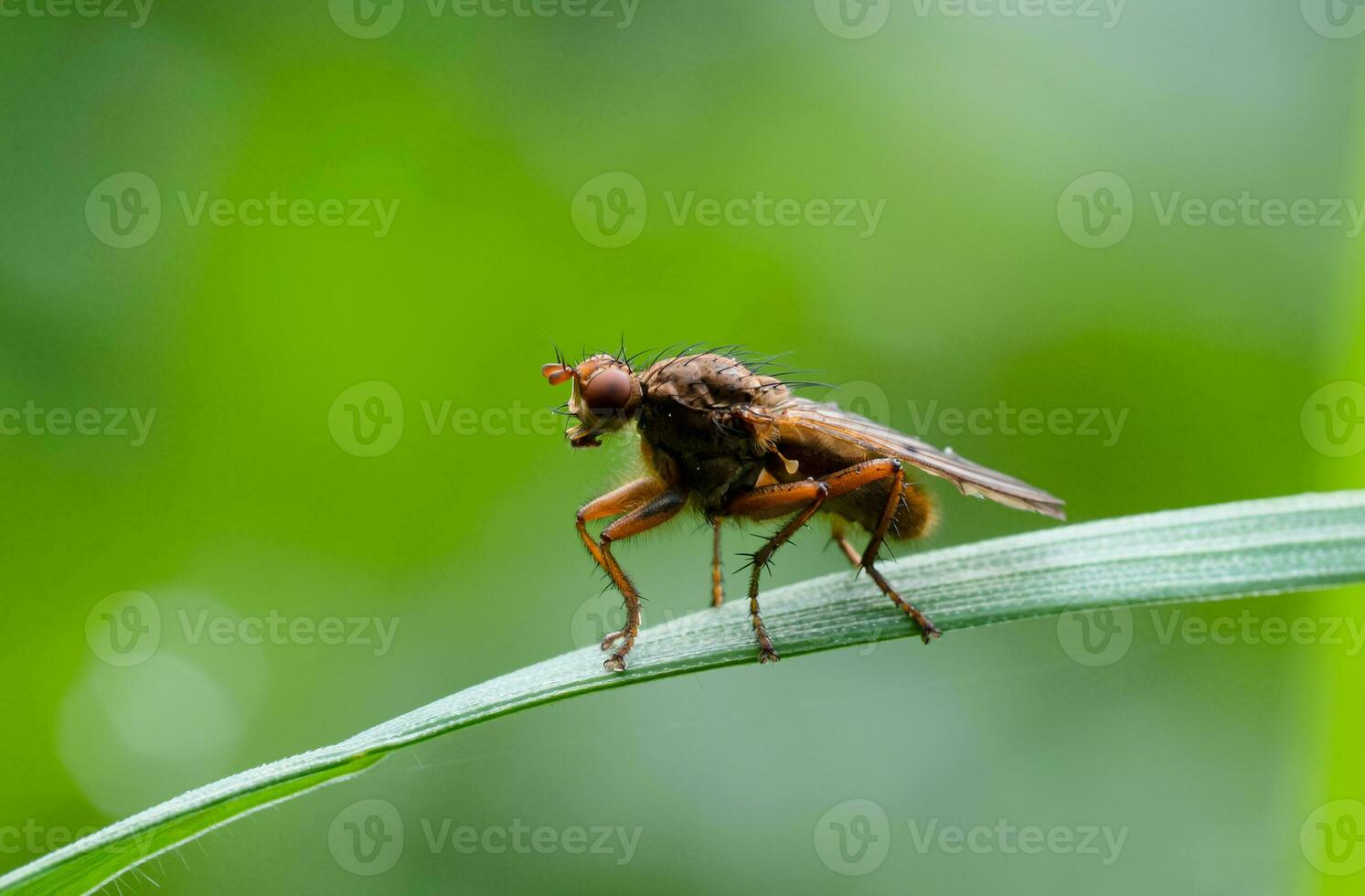 drosophila melanogaste, macro exótico drosophila Fruta mosca diptera insecto en césped con Mañana luz, cerca arriba insecto vida en primavera, verano campos foto