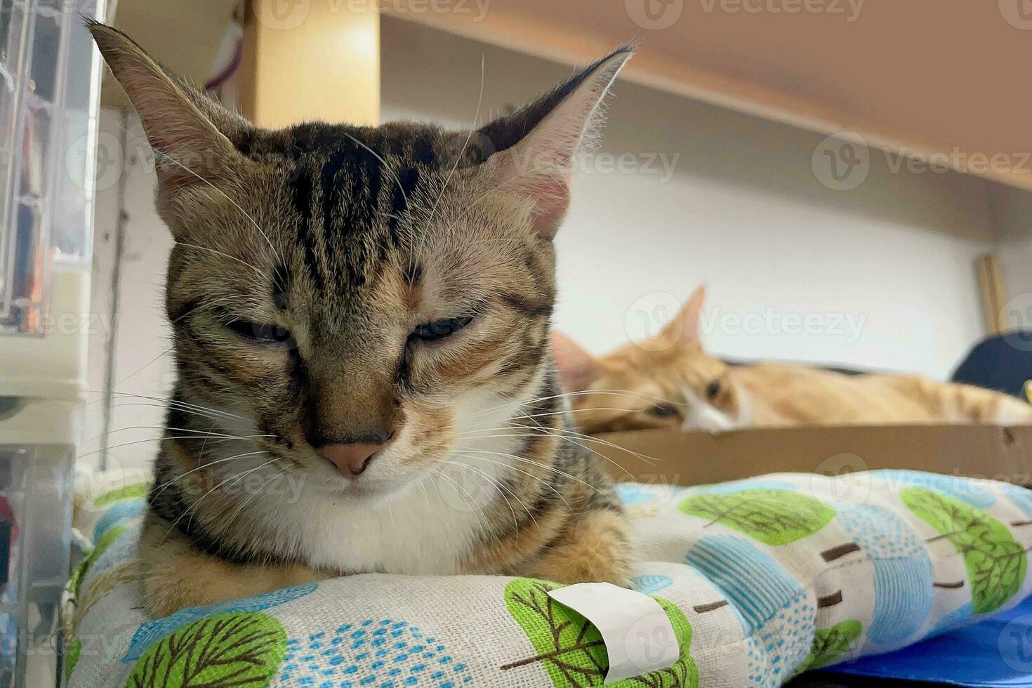 Tri-colored cat sleeping peacefully enjoying cat nap. Bengal cat lying on sofa and smiling. photo