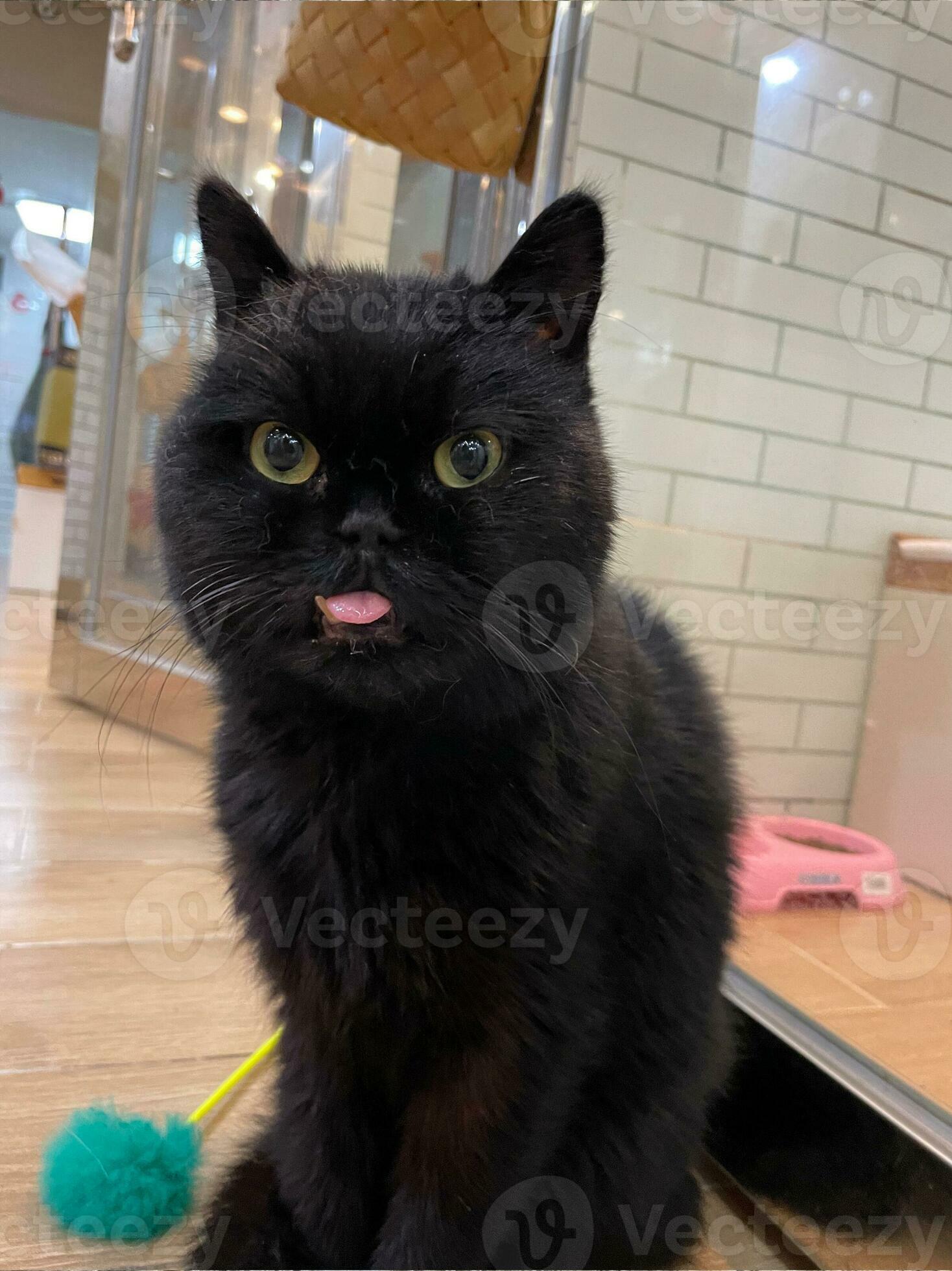 Black cat licking face. kitten look at camera. Tasty food for animal