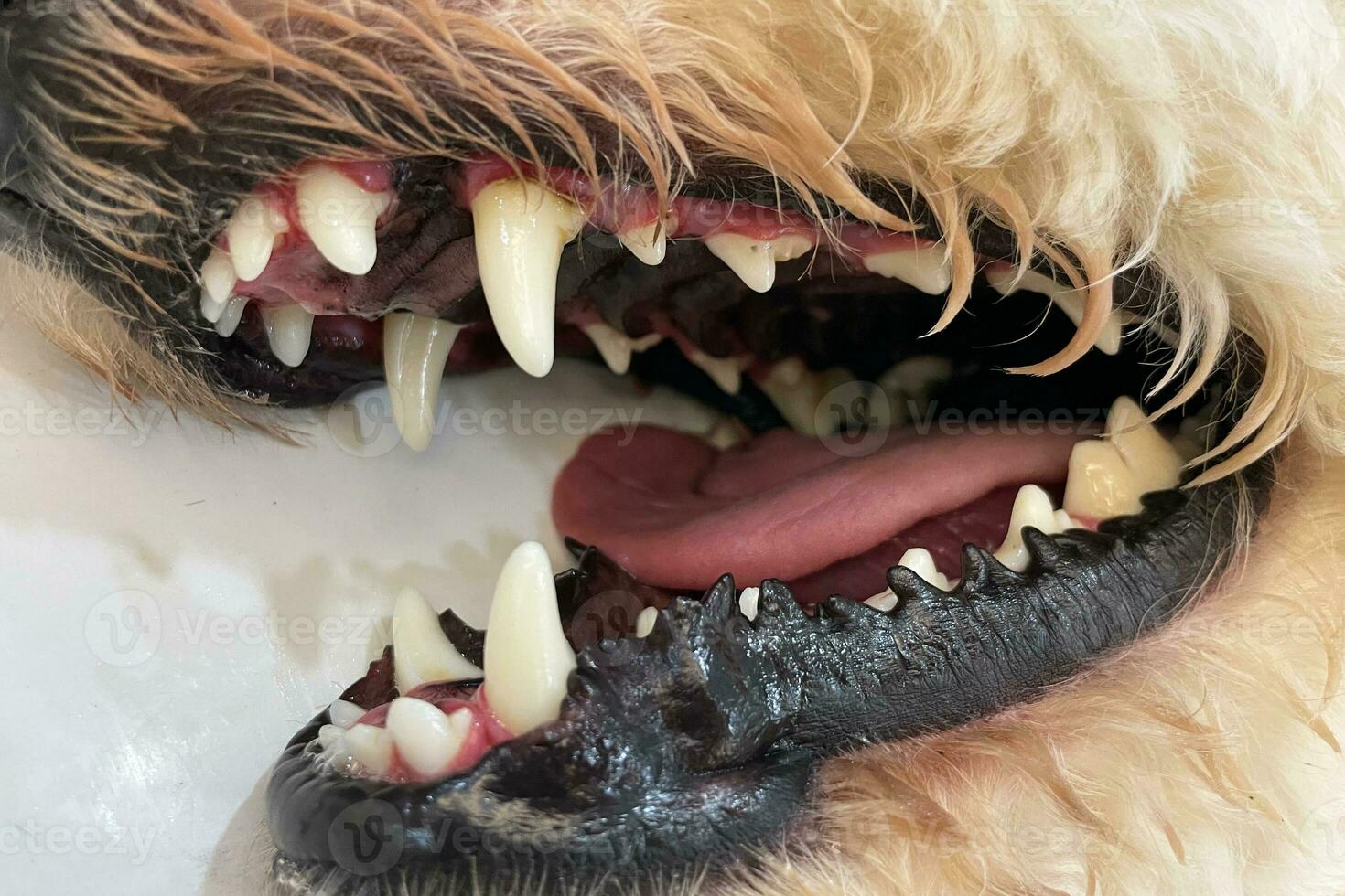 Care of dog teeth close-up. Macro of open dog mouth. Dogs have problems with Oral cavity, limestone, Gingivitis, Tooth decay. Checking dog teeth, Selective focus. photo