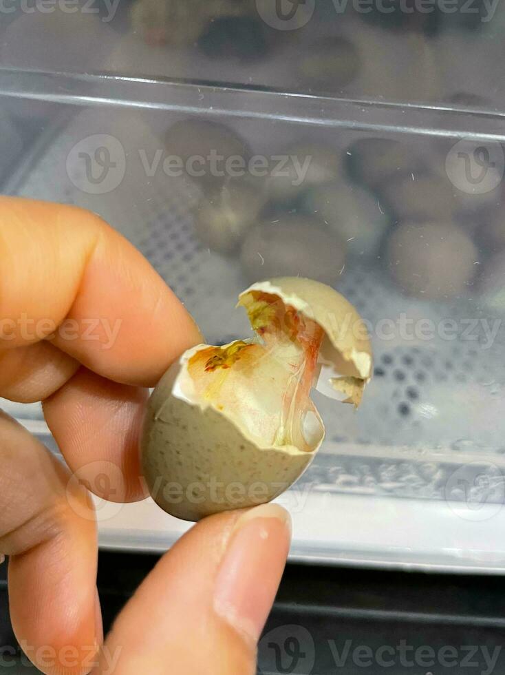 broken eggshell on the incubator. Eggshells are oval, brown, brittle and thin, easily broken. Chicken eggs in incubator. Egg Incubator machine background. photo