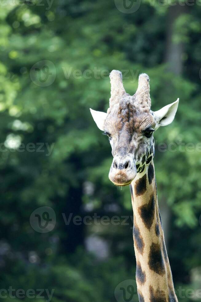 jirafa en la naturaleza foto