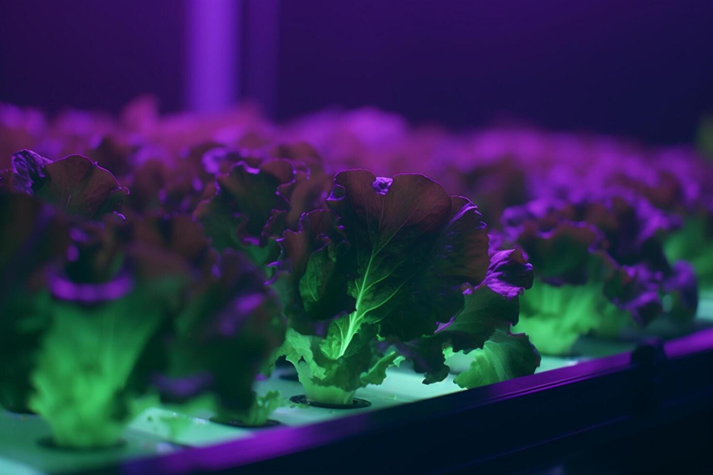 Cultivating Fresh Greens Growing Lettuce Under Artificial UV Light