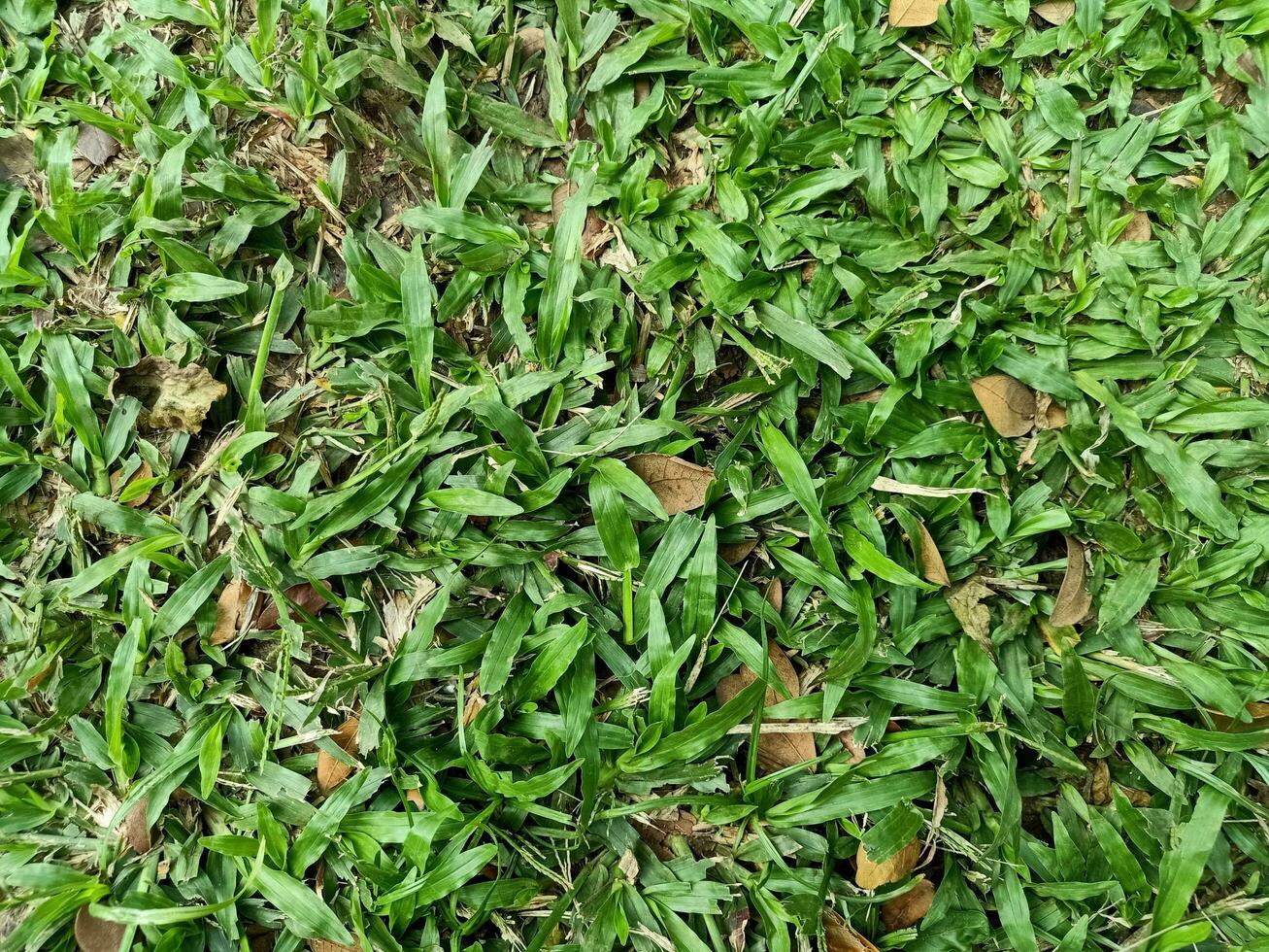 close up photo of green grass in the park in the morning, interspersed with dry leaves falling from the surrounding trees