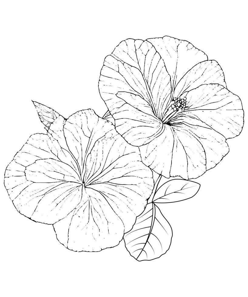 Begonia coloring page hand drawing illustration 24054211 Vector Art at
