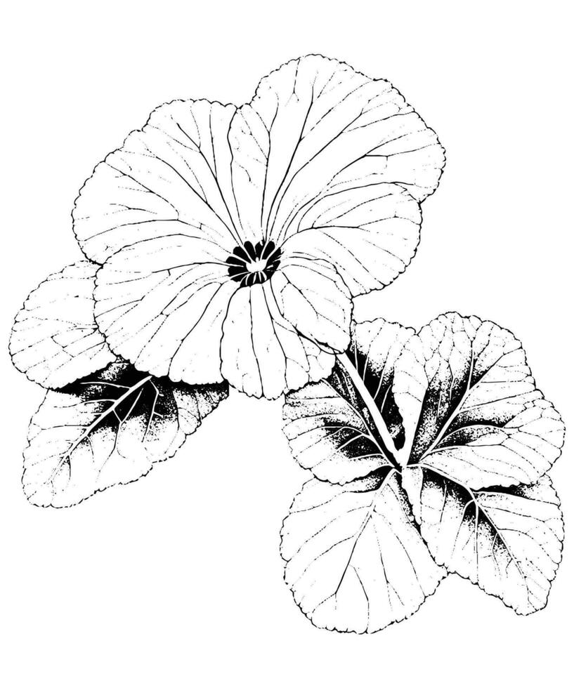 Begonia coloring page black and white vector