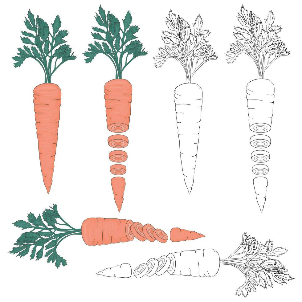 ilustración de todo y rebanado zanahorias, ambos en su natural naranja color y en negro y blanco. vector