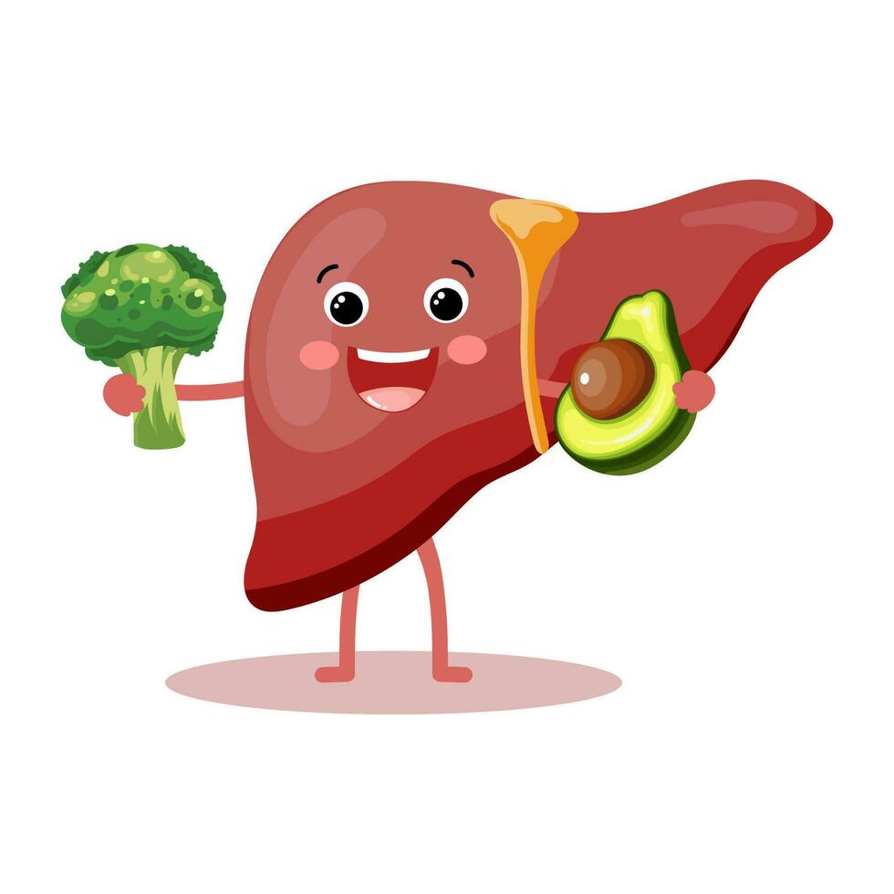 Cute cheerful cartoon character of healthy human liver with broccoli and avocado. Human anatomy, medical concept. Illustration, icon, vector