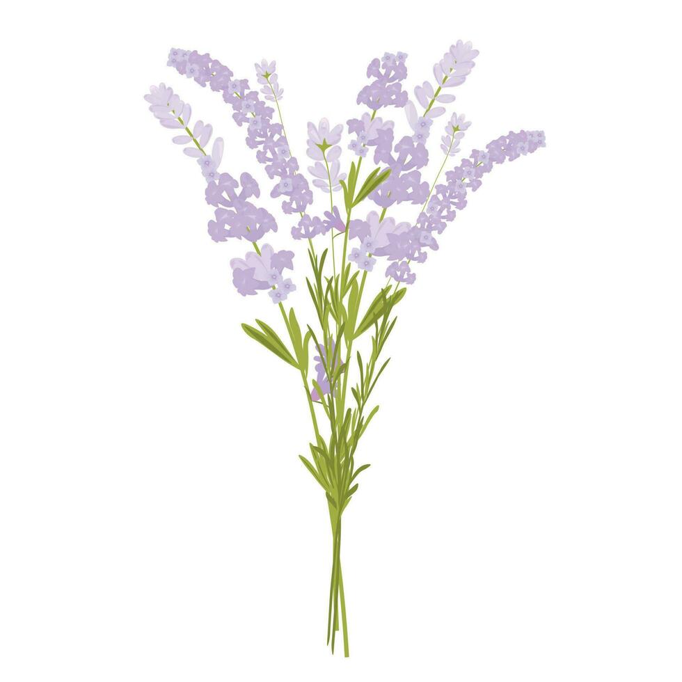 lavanda vector valores ilustración. un ramo de flores de lila flores.lila leña menuda. aislado en un blanco antecedentes. provenzal hierbas.