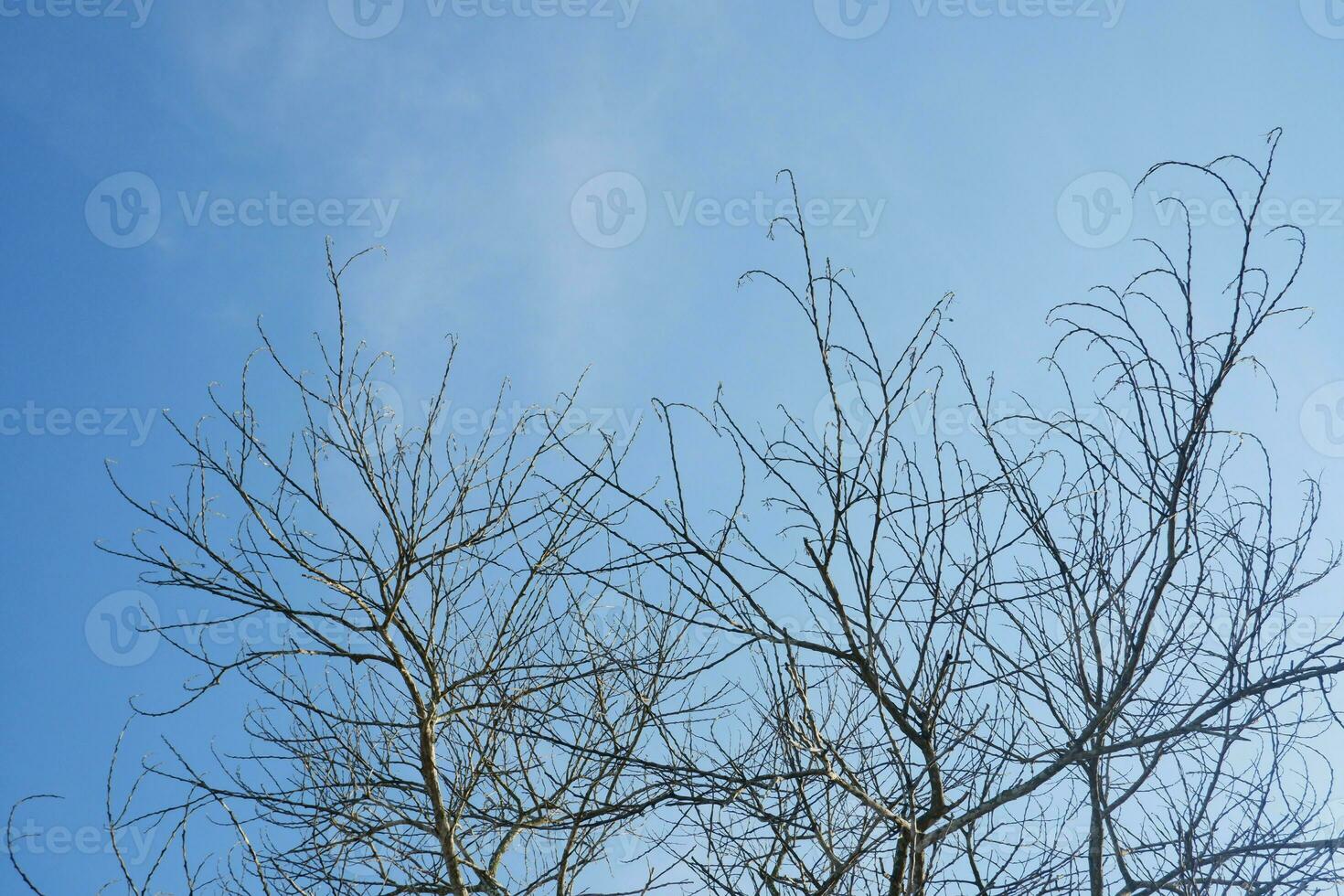 dry tree branches that died because of the dry season against the background of a bright blue sky photo