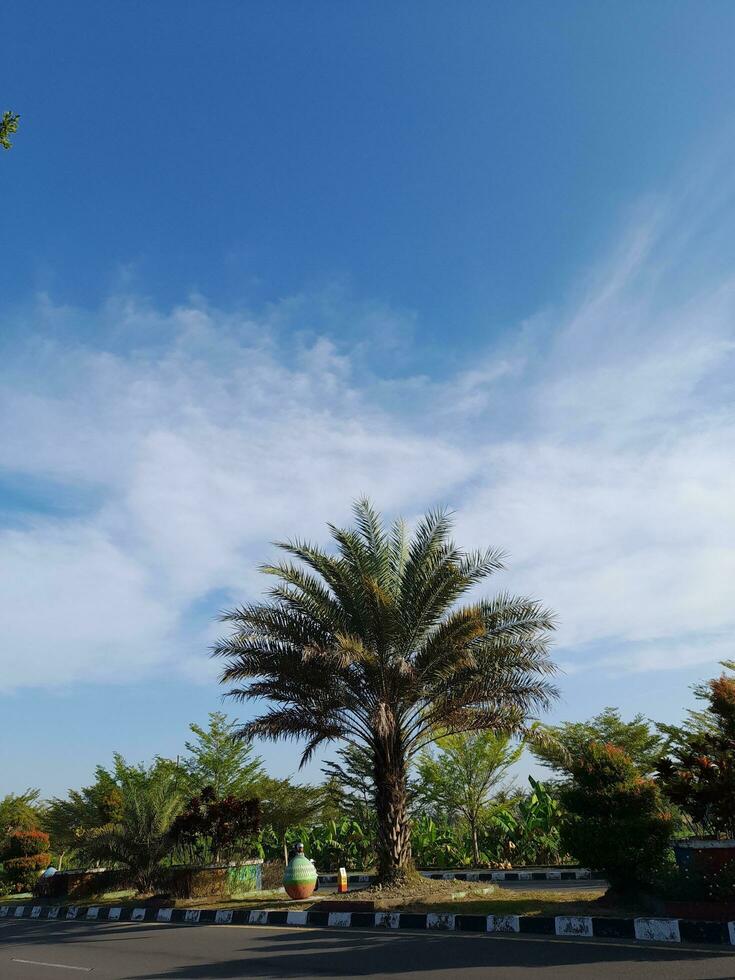 Palms tree in city park on the blue sky background. Date Palm Phoenix dactylifera of the palm family Arecaceae. Phoenix Palm or Dactylifera tree. photo