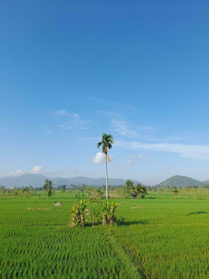 Green rice fields with blue sky and white clouds. Landscape image of blue sky and thin clouds. Skyscape on Lombok Island, Indonesia photo