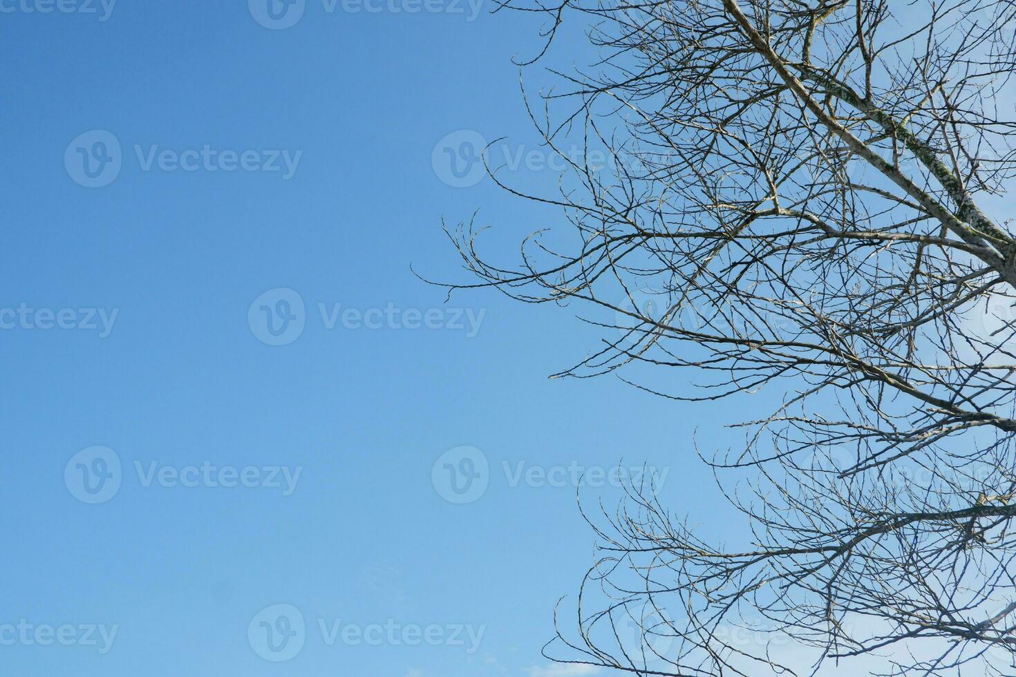 dry tree branches that died because of the dry season against the background of a bright blue sky photo