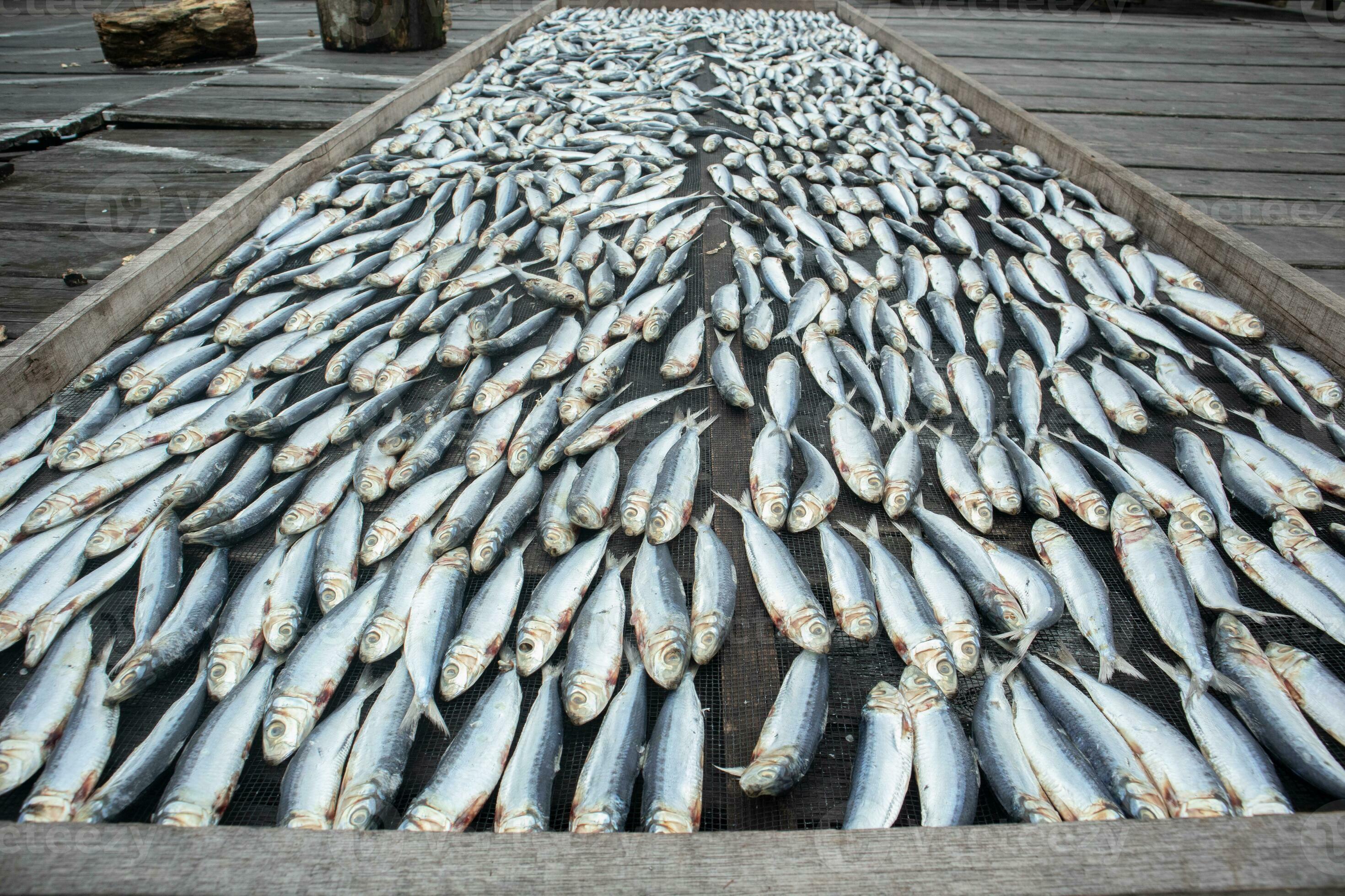 the process of drying fish in the sun so that fish last longer. drying