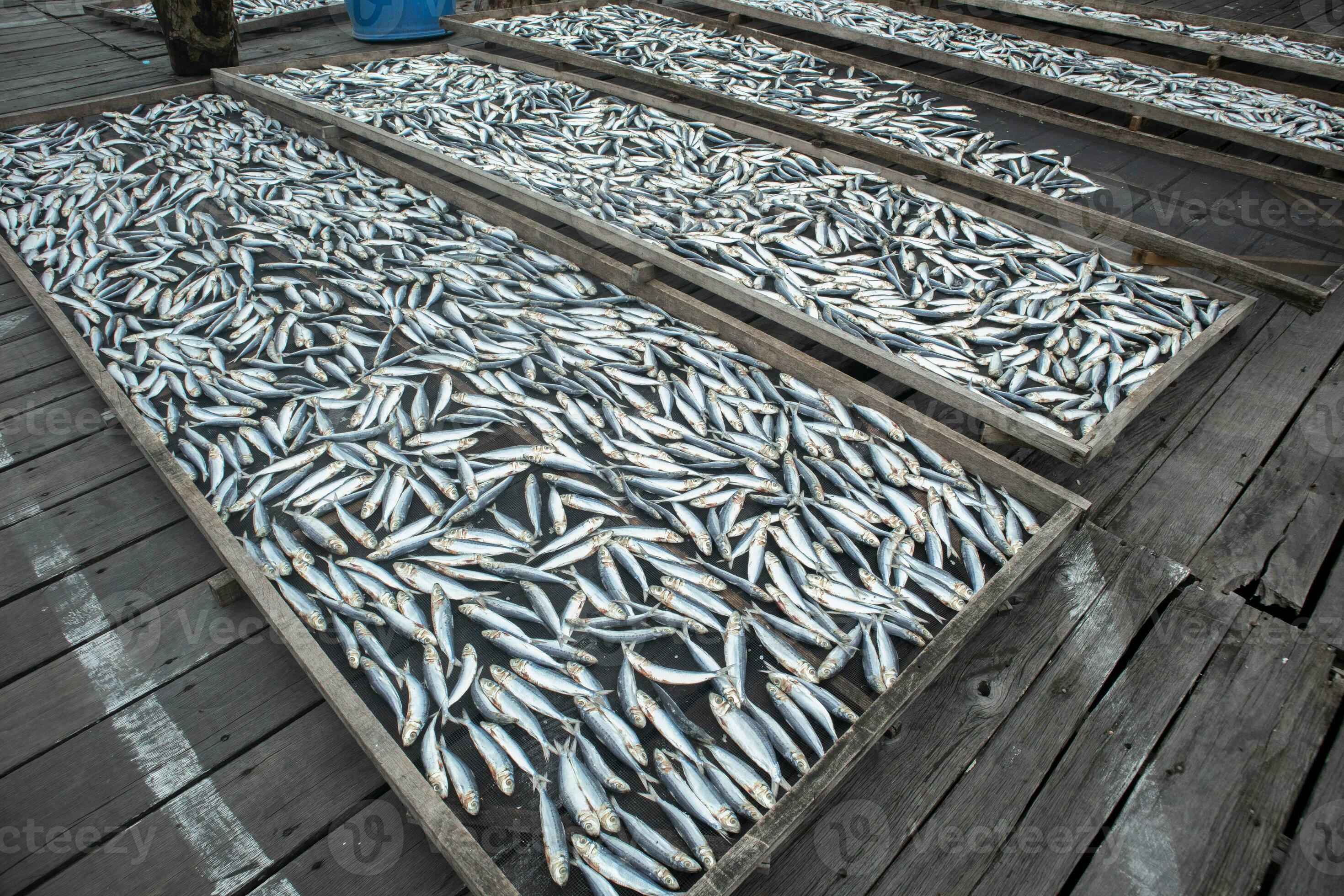 the process of drying fish in the sun so that fish last longer. drying with the traditional
