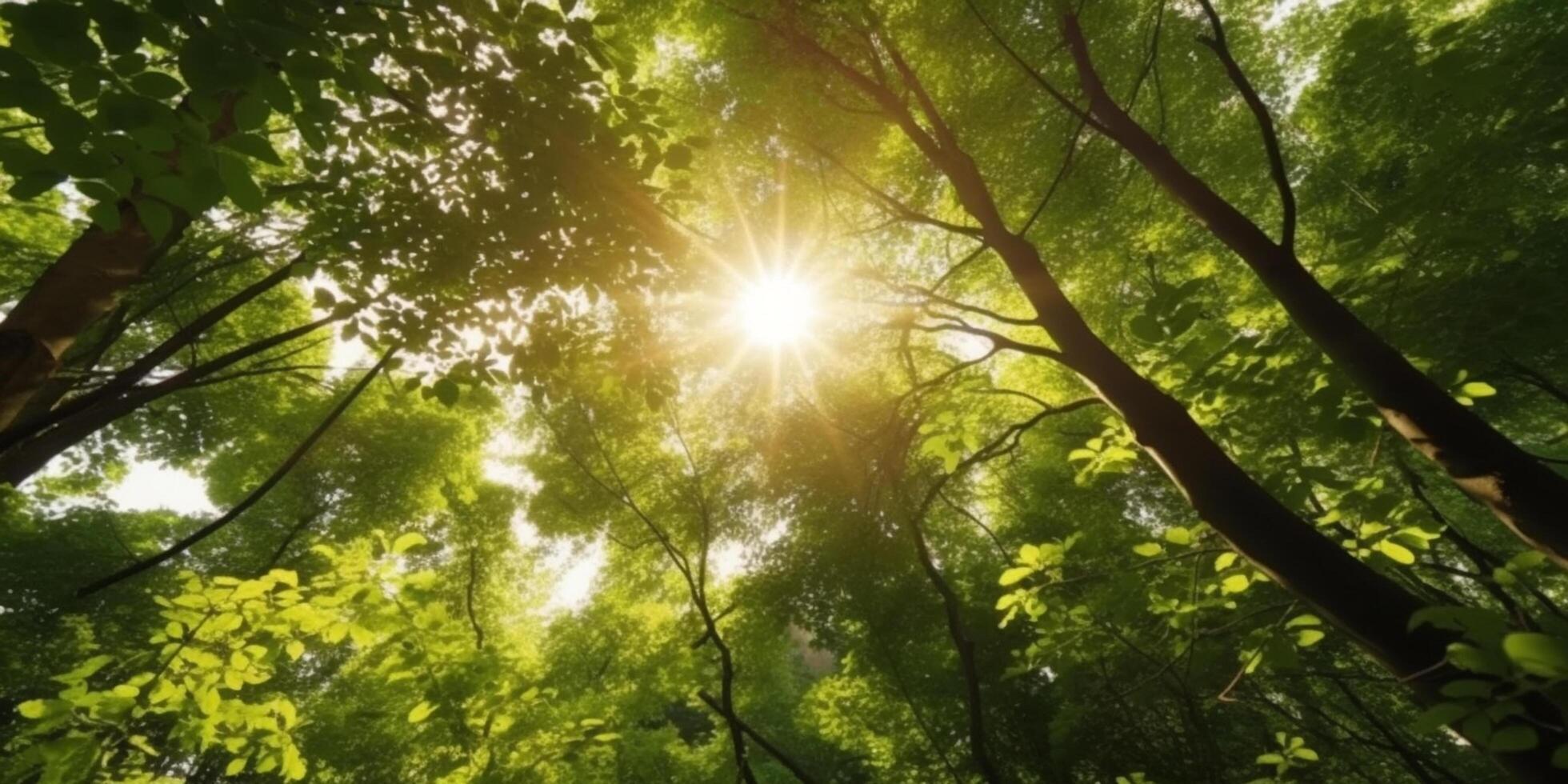 Sun-kissed Canopy A view of lush green treetops with sun rays piercing through the leaves photo