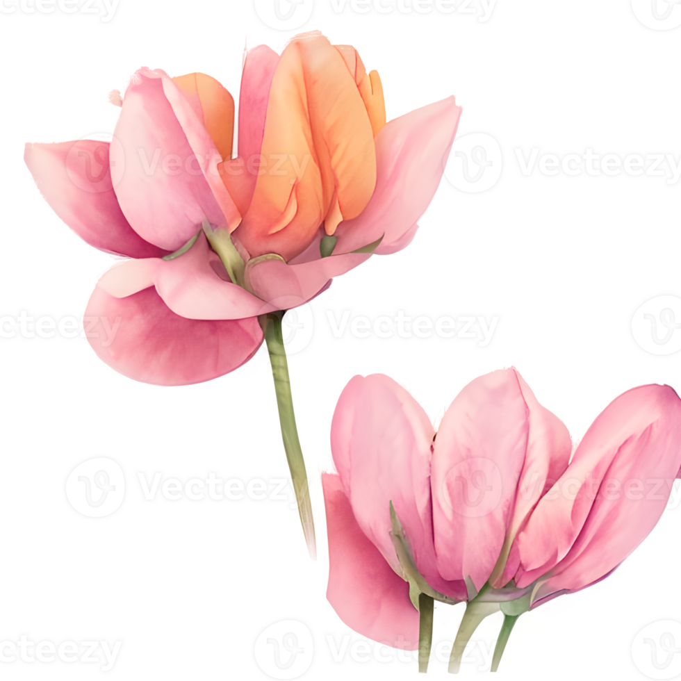 Watercolor vintage tulips with floral design png