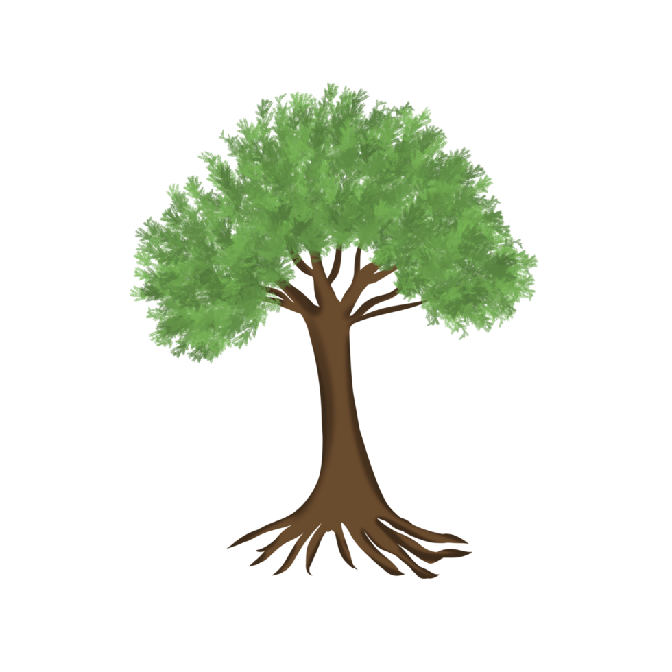 Transparent tree illustration png