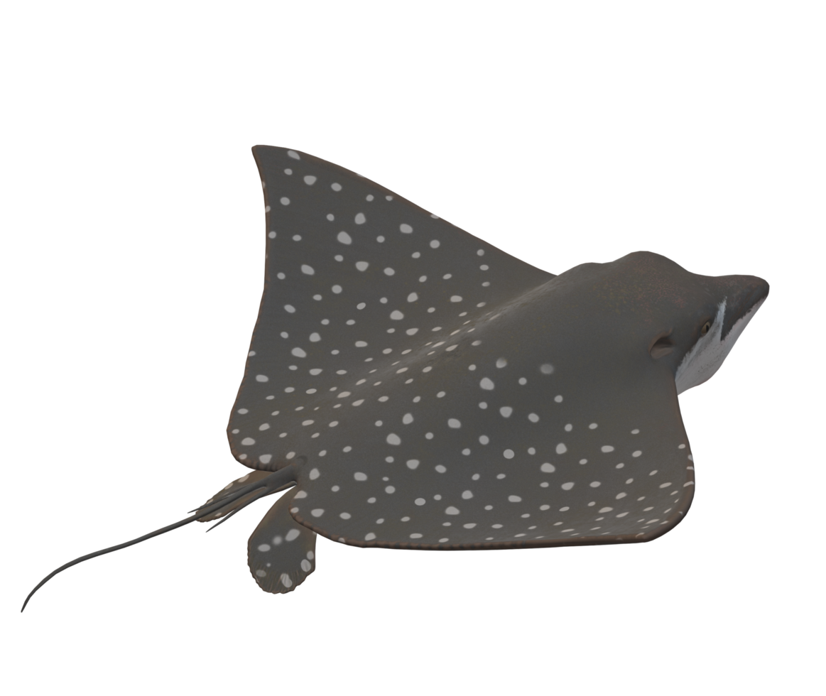 Stingray Fish isolated on a Transparent Background png