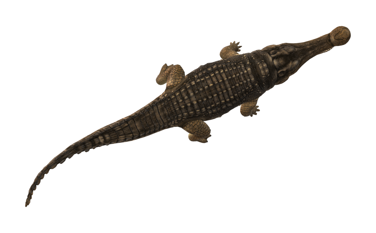 Sarcosuchus Crocodile isolated on a Transparent Background png