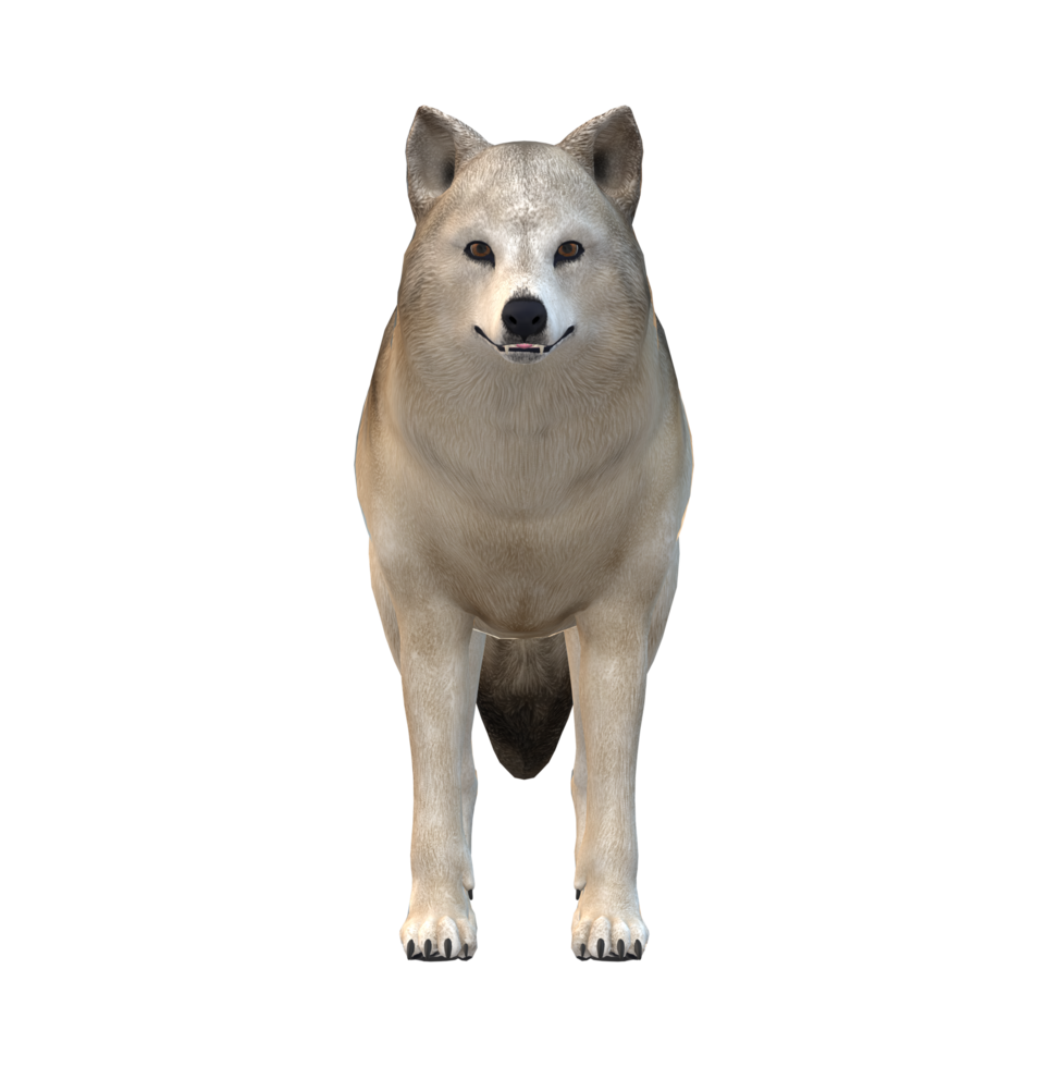 Wolf isolated on a Transparent Background png