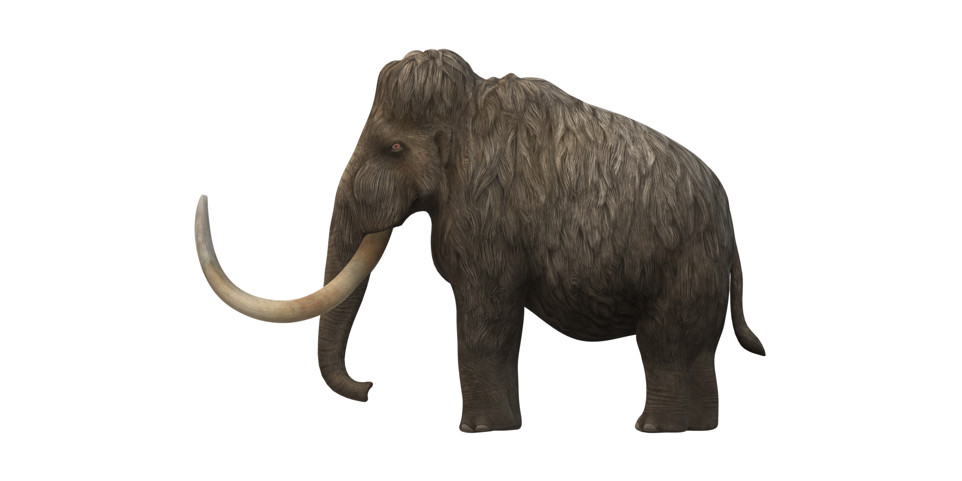 Woolly Mammoth isolated on a Transparent Background png