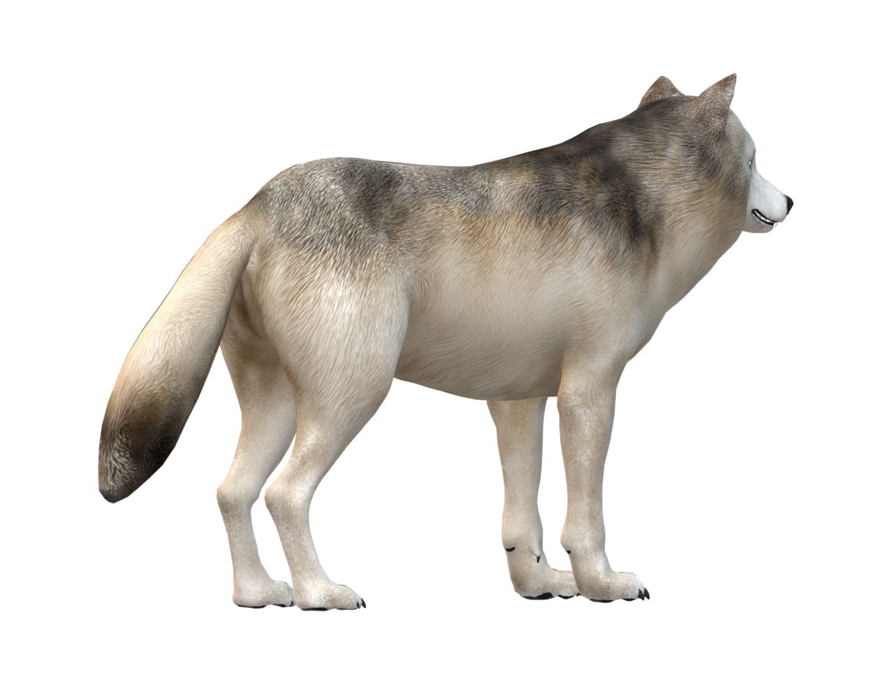 Wolf isolated on a Transparent Background png