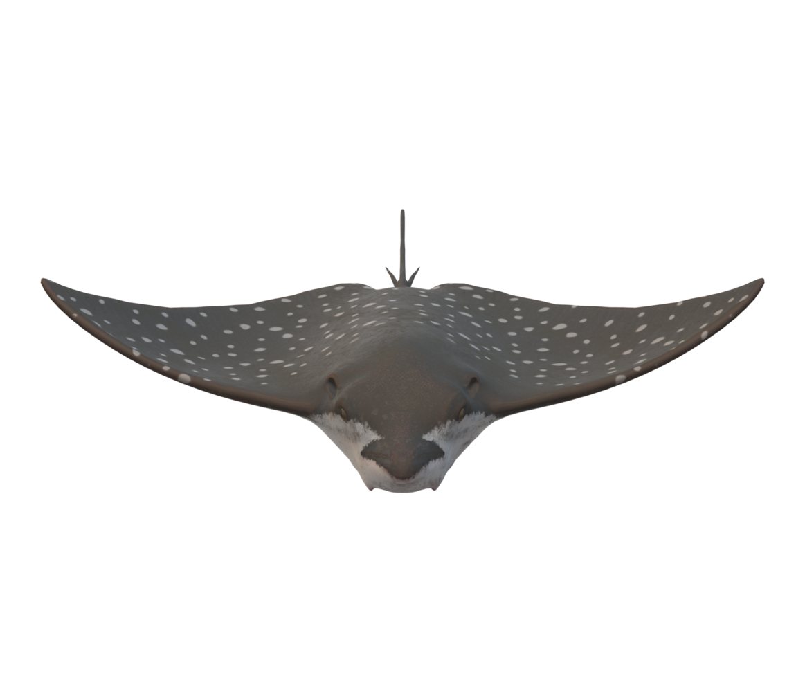 Stingray Fish isolated on a Transparent Background png