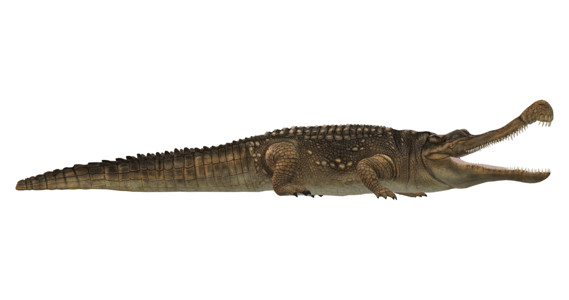Sarcosuchus Crocodile isolated on a Transparent Background png