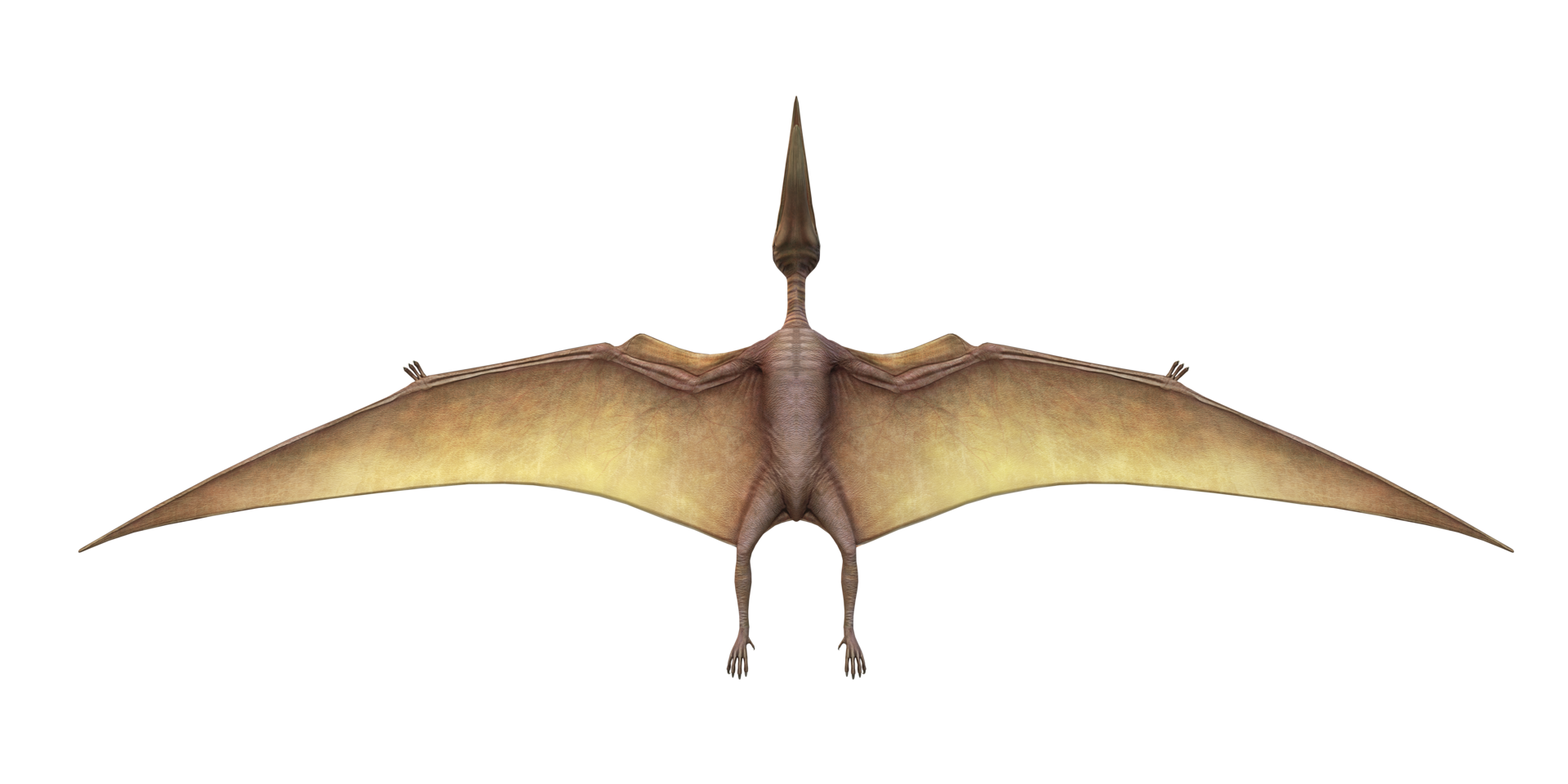 Pterodactyl transparent background PNG cliparts free download