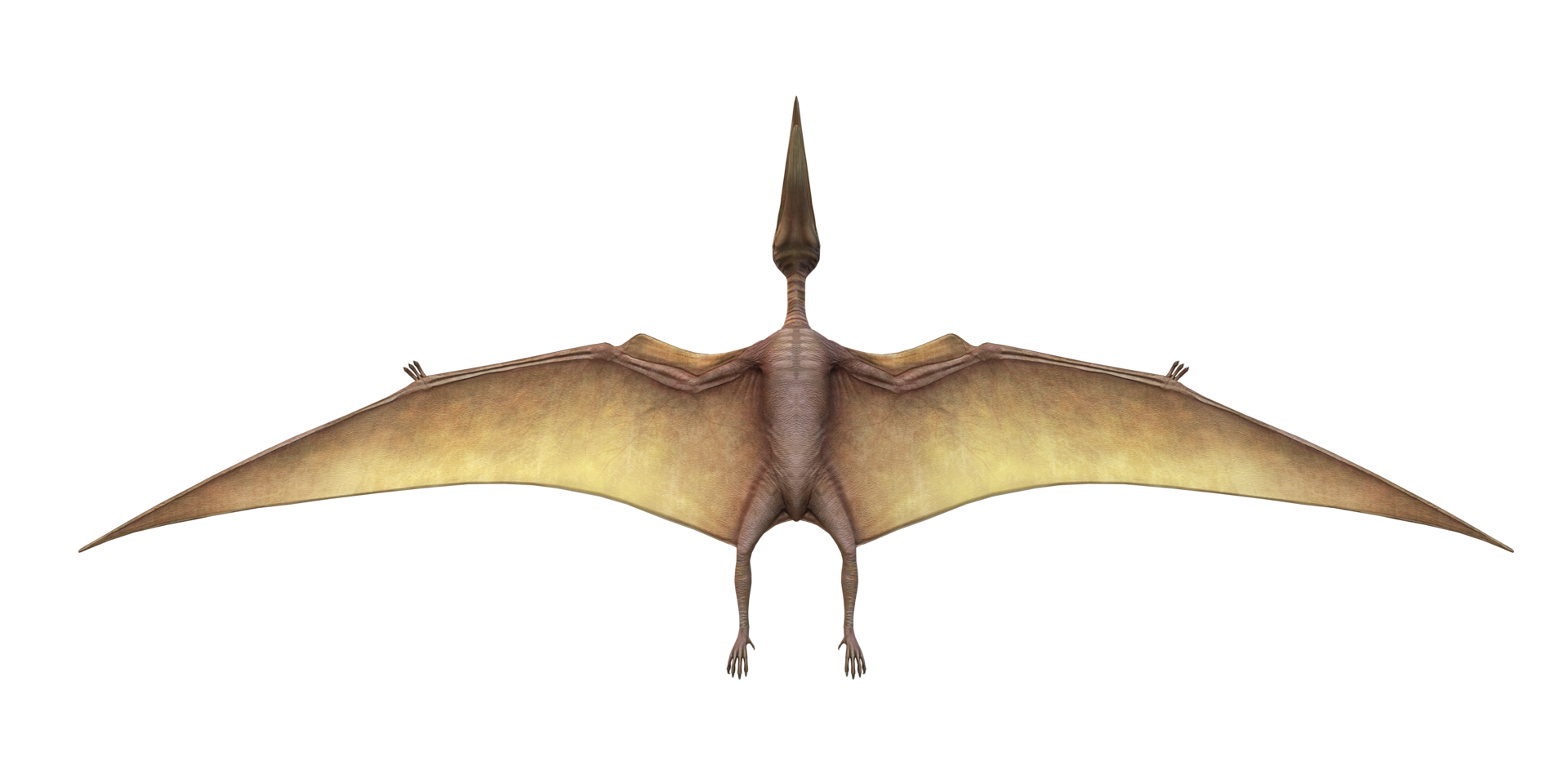 Pterodactyl isolated on a Transparent Background png