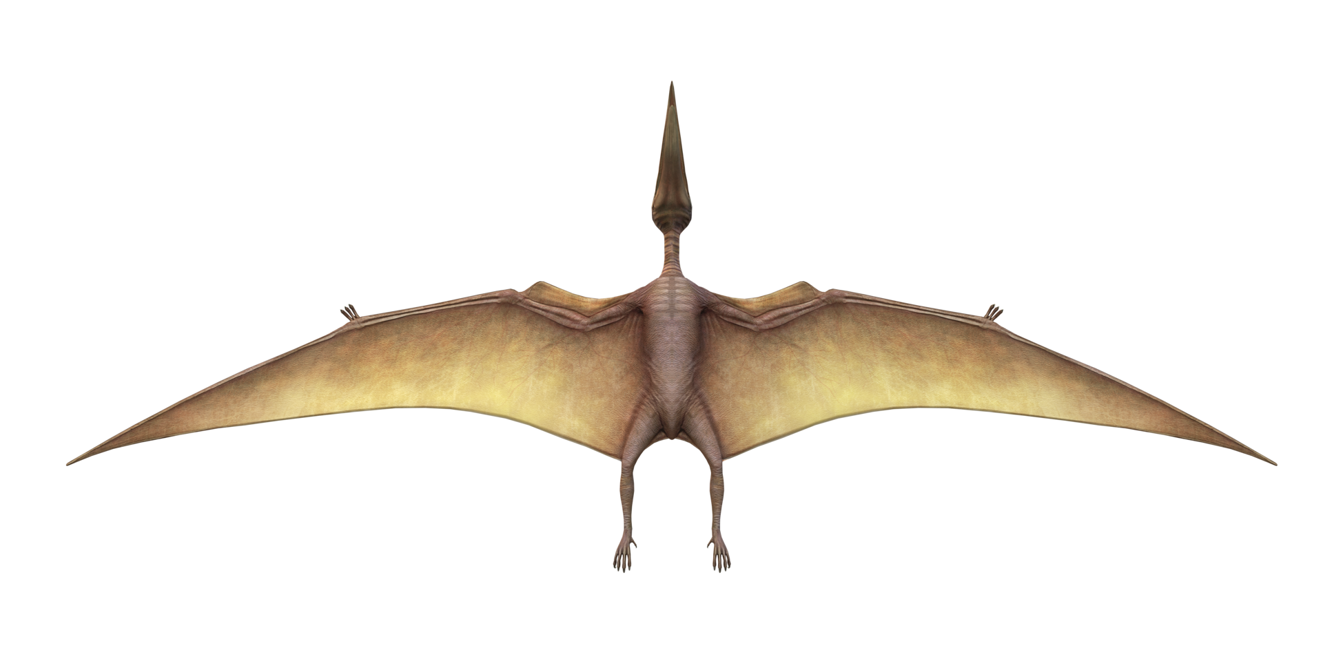 Pterosaurs PNG Images Transparent Free Download