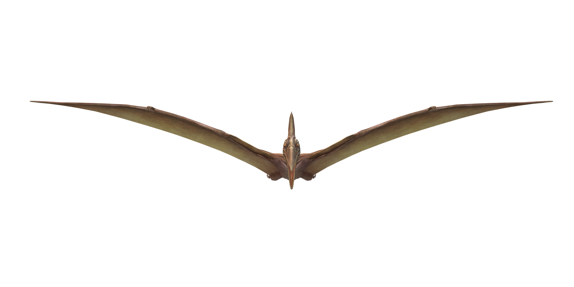 Pterodactyl isolated on a Transparent Background png