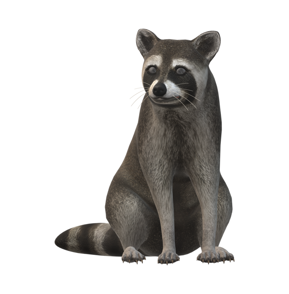 Raccoon isolated on a Transparent Background png