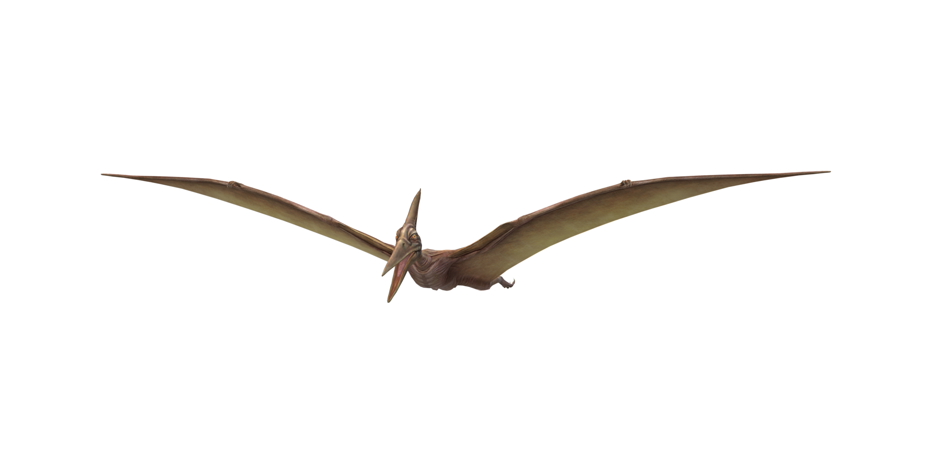 Pterodactyl Isolated On A Transparent Background 24063839 Png